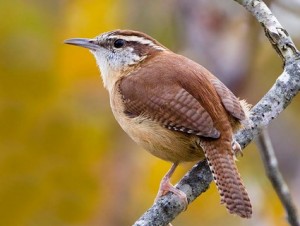 carolina_wren_2