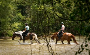 ivy bluff trail horseback