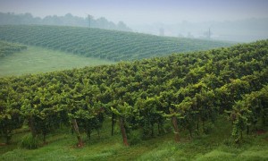 vineyards